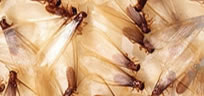 Diagnostic Termites